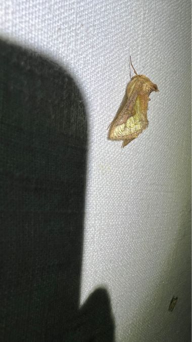 Thysanoplusia orichalcea  - Melchior Viallet