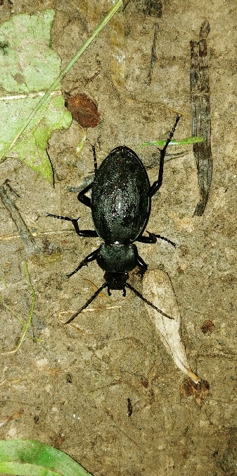 Carabe chagriné 