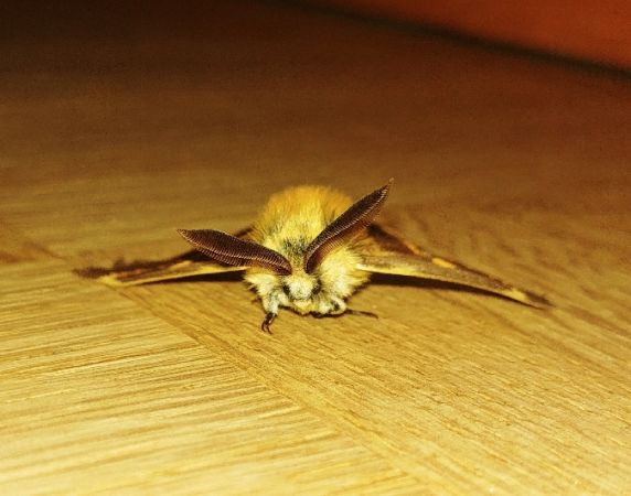 Bombyx des buissons 