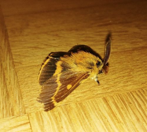 Bombyx des buissons 