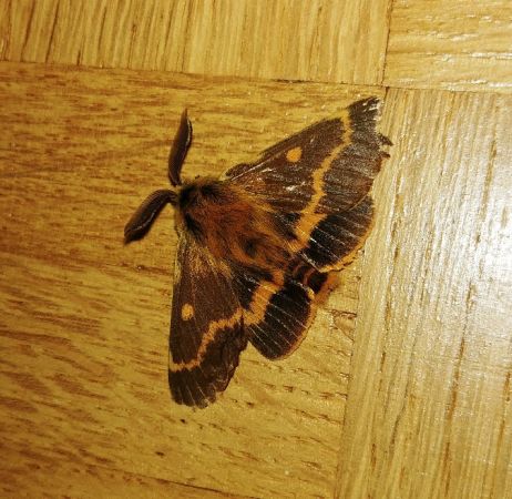 Lemonia dumi 