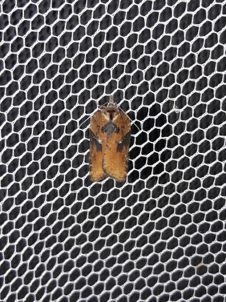 Acleris hastiana  - Sylvain Lethuillier