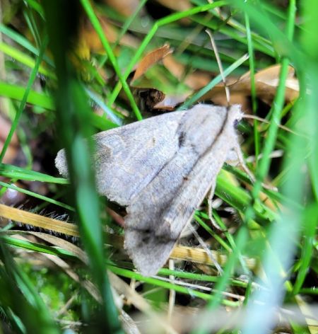 Ammoconia caecimacula  - Thomas Lux
