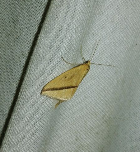 Rhodometra sacraria 