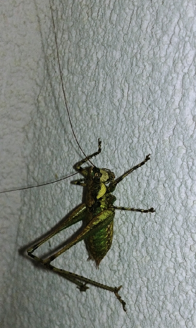 Sauterelle annelée 