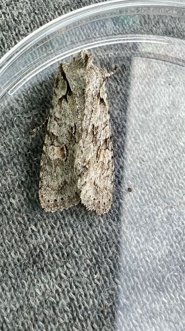 Lithophane ornitopus  - Melchior Viallet