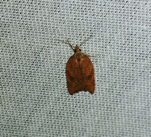 Acleris rhombana 