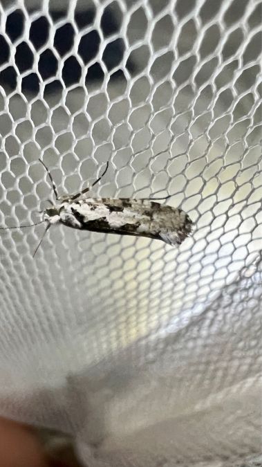 Ypsolopha sequella  - Melchior Viallet