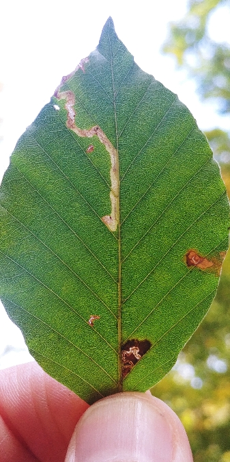 Stigmella hemargyrella 