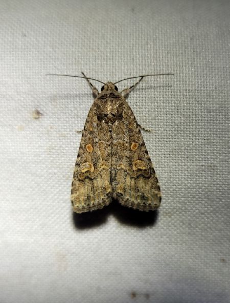 Spodoptera exigua  - Thomas Lux