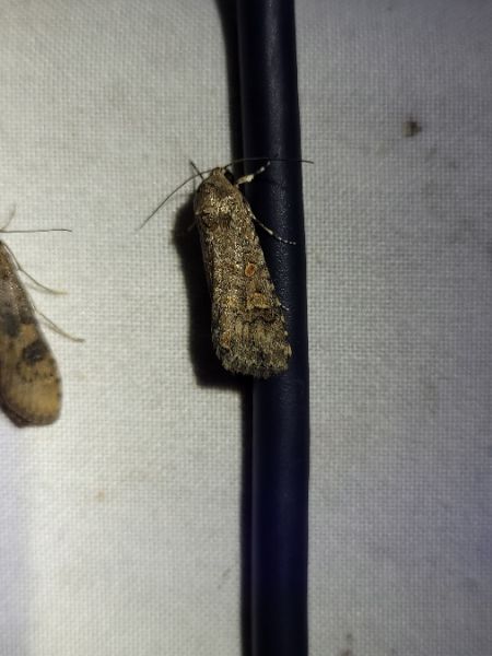 Spodoptera exigua  - Thomas Lux