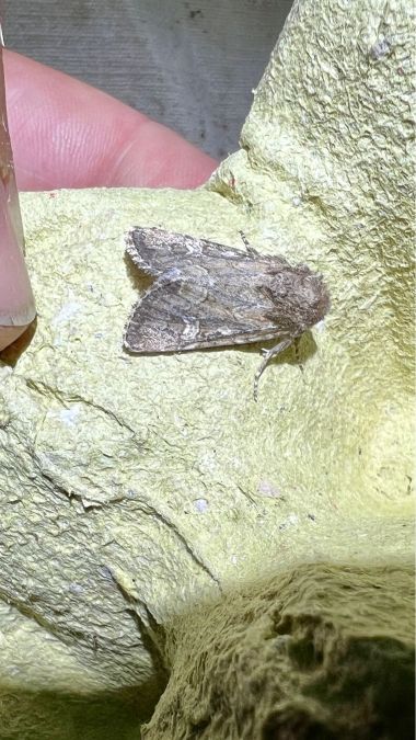 Luperina nickerlii  - Melchior Viallet