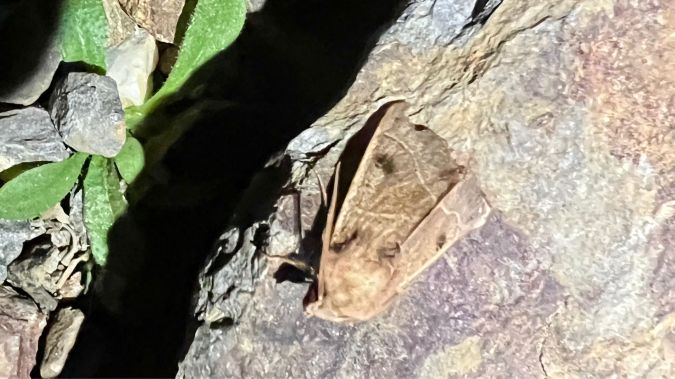 Pseudenargia ulicis  - Melchior Viallet
