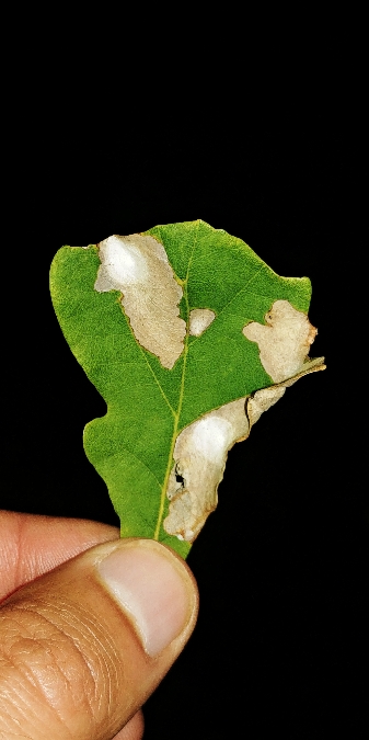 Tischeria ekebladella 