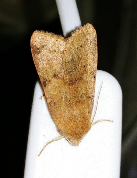 Agrochola helvola 