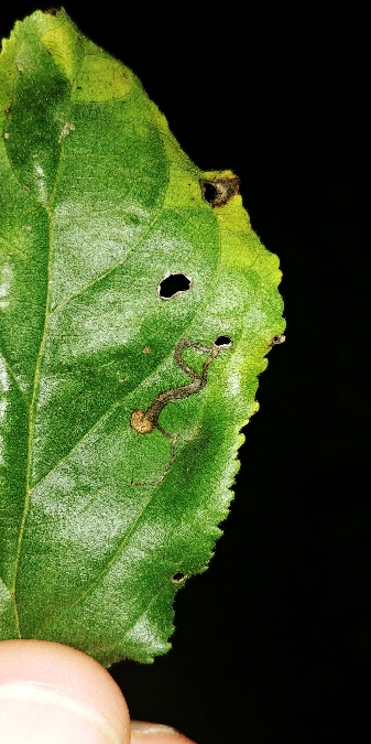 Stigmella catharticella 