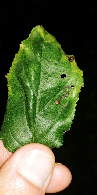 Stigmella catharticella 