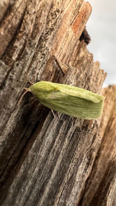 Earias insulana  - Melchior Viallet