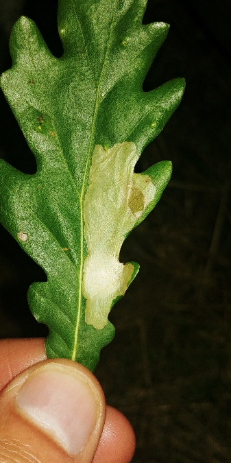 Tischeria ekebladella 