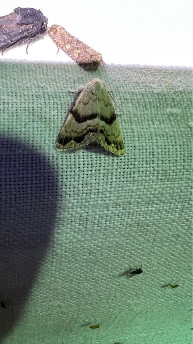 Odice blandula  - Melchior Viallet