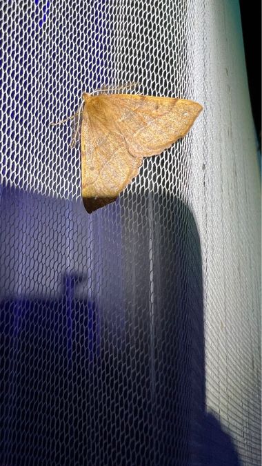 Himère-plume  - Melchior Viallet