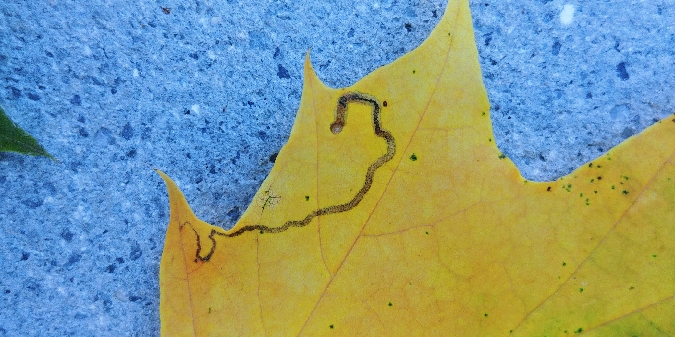 Stigmella aceris 