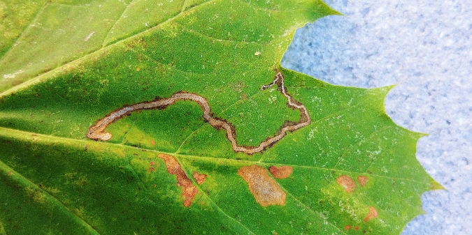 Stigmella aceris 