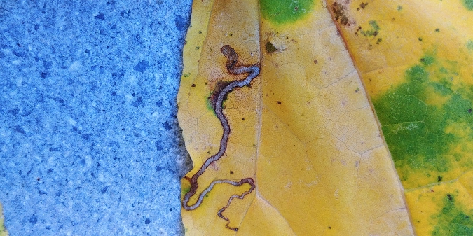 Stigmella aceris 