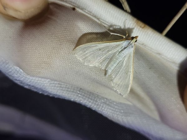 Palpita vitrealis  - Thomas Lux