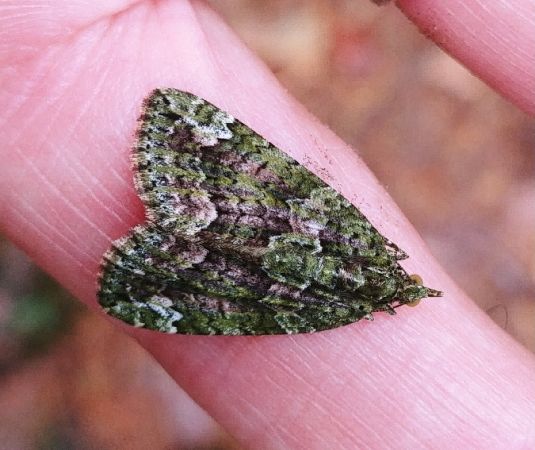 Chloroclysta siterata 