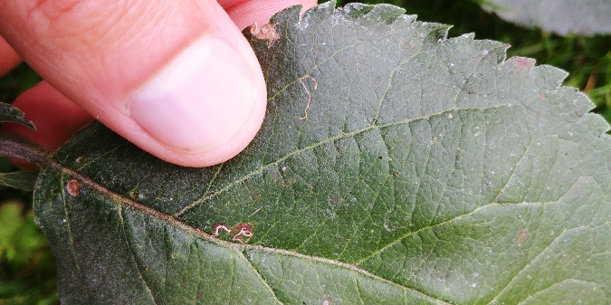 Lyonetia clerkella 
