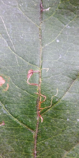 Lyonetia clerkella 
