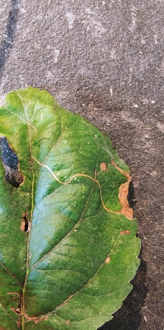 Lyonetia clerkella 