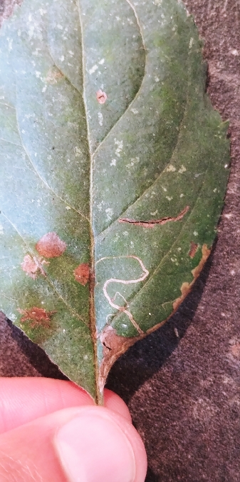 Lyonetia clerkella 