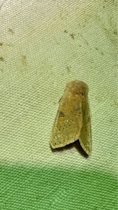 Ammopolia witzenmanni  - Melchior Viallet