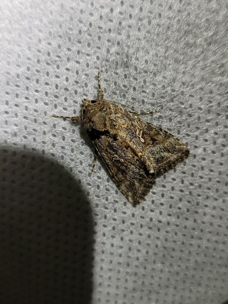Trichoplusia ni  - Thomas Lux