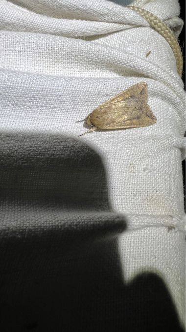 Mythimna unipuncta  - Melchior Viallet