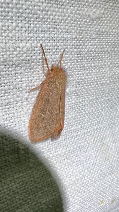 Ocneria rubea  - Melchior Viallet