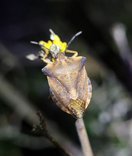 Carpocoris fuscispinus  - Thomas Lux