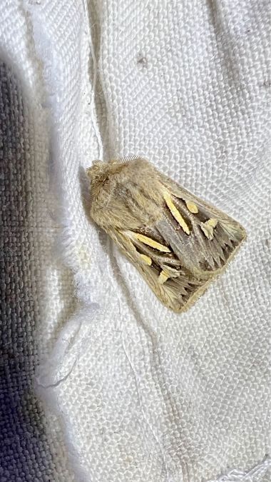 Cladocerotis optabilis  - Melchior Viallet