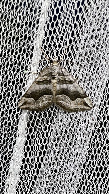 Scotopteryx peribolata  - Melchior Viallet