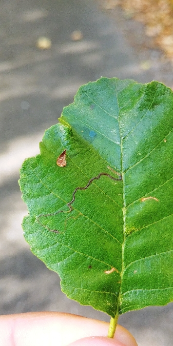 Stigmella alnetella 