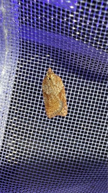 Acleris schalleriana  - Melchior Viallet