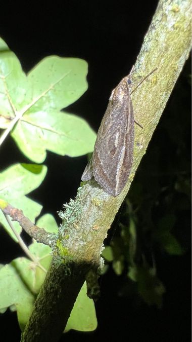Chesias legatella  - Melchior Viallet