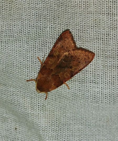 Agrochola helvola 