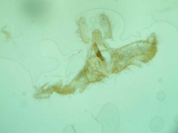 Acleris schalleriana  - Melchior Viallet