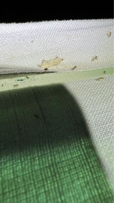 Ypsolopha persicella  - Melchior Viallet