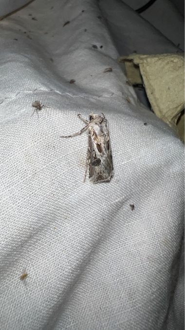 Agrotis vestigialis  - Melchior Viallet