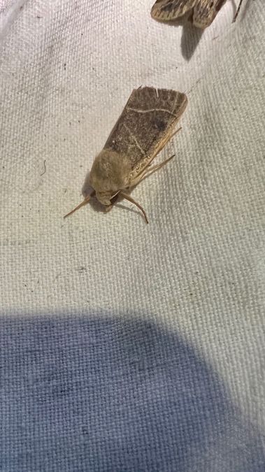 Pseudenargia ulicis  - Melchior Viallet