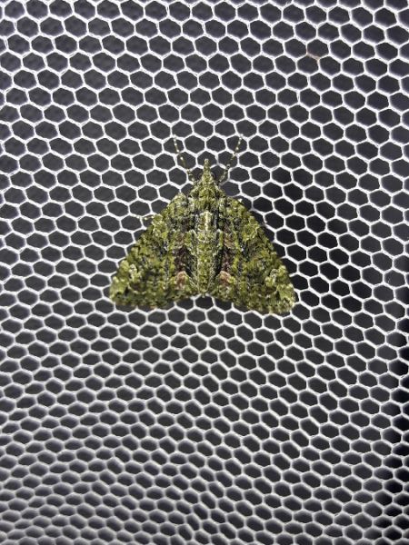 Chloroclysta siterata  - Sylvain Lethuillier